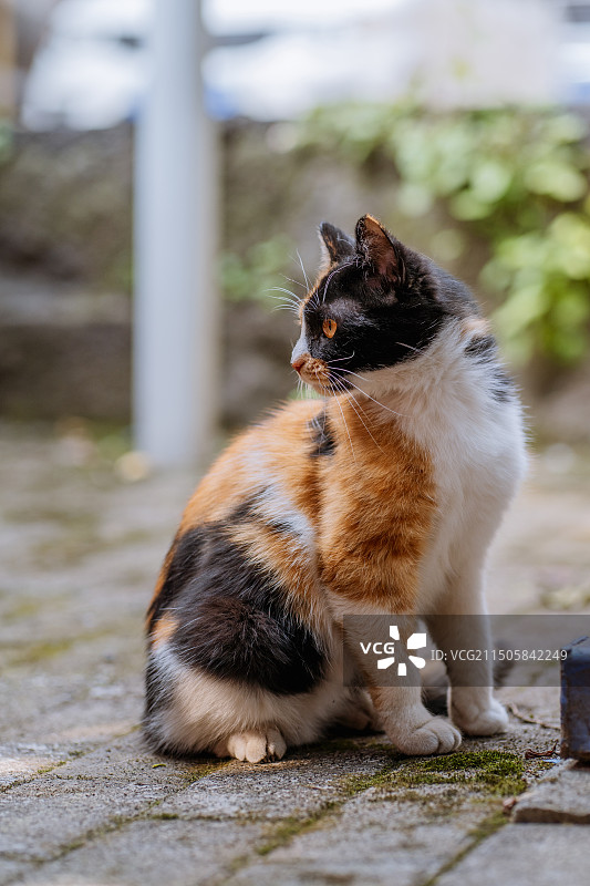 重庆民主村的三花猫图片素材