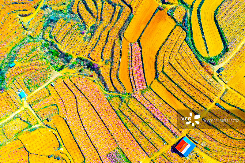 莱西南墅桃园图片素材