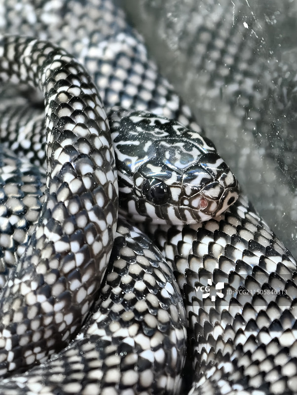 盘睡着的游蛇图片素材