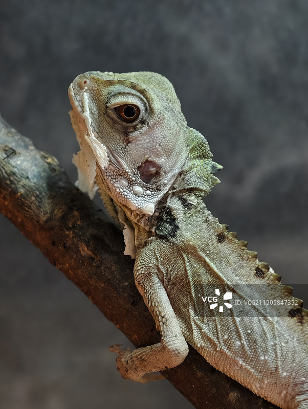 趴在树枝上褪皮的蜥蜴图片素材
