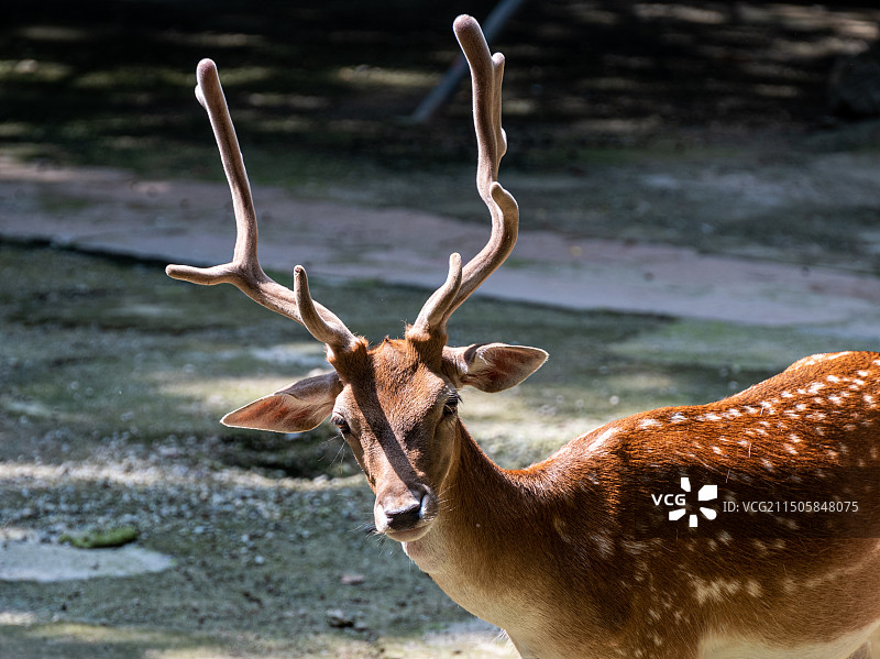 成都动物园图片素材