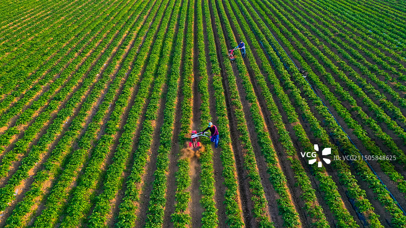 青岛即墨移风店镇土豆农场图片素材