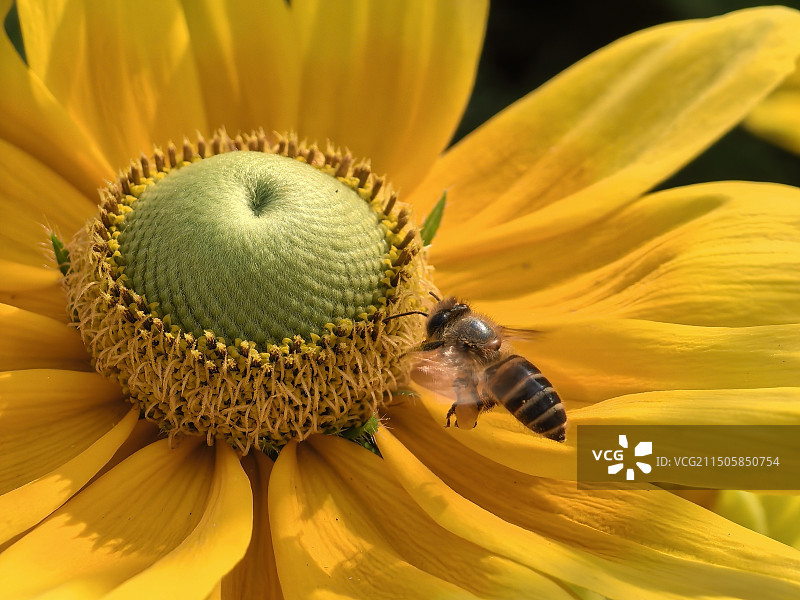 蜜蜂授粉图片素材