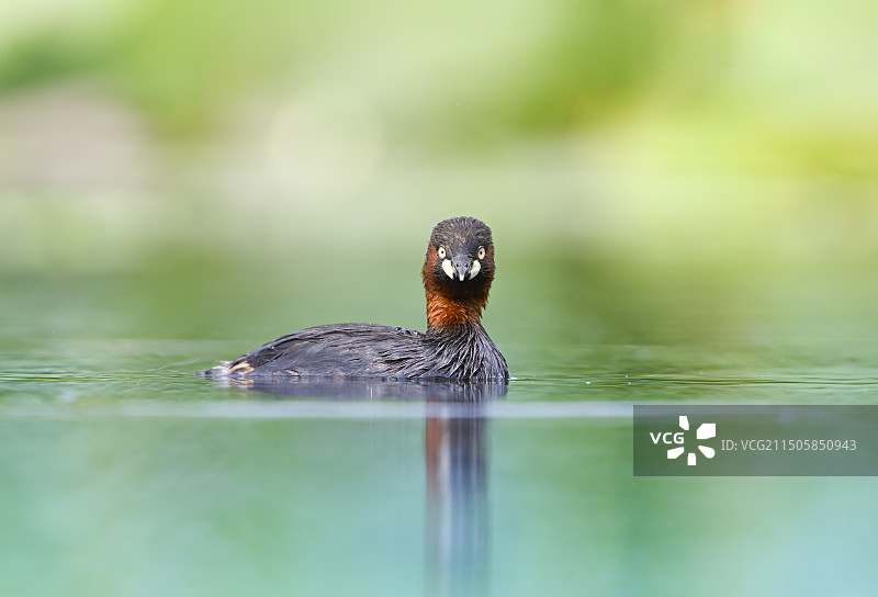 小䴙䴘图片素材