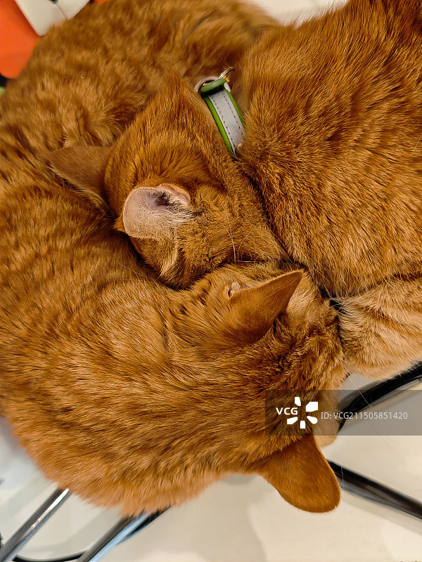 工作室内，两只猫脸对脸睡大觉。图片素材