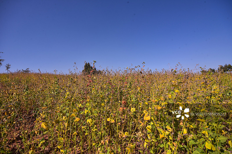 荞麦成熟了图片素材