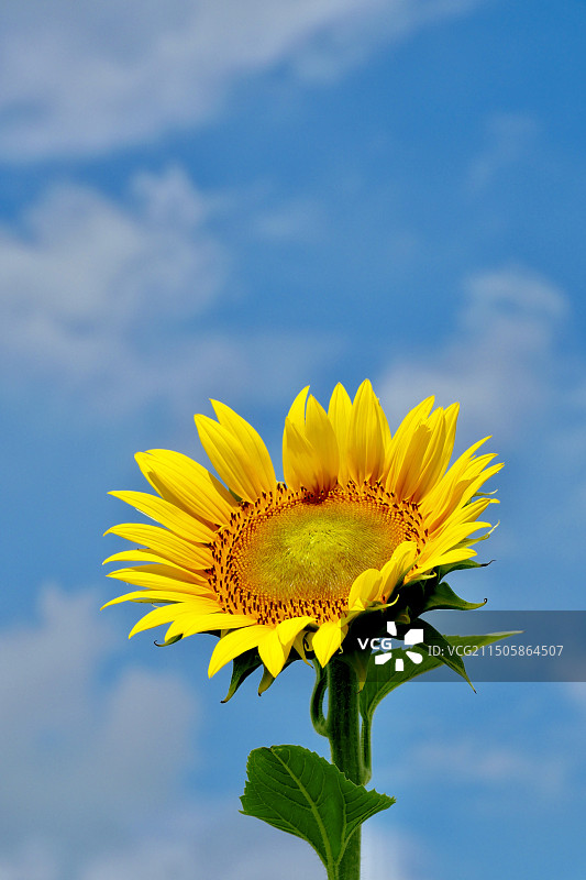 向日葵图片素材