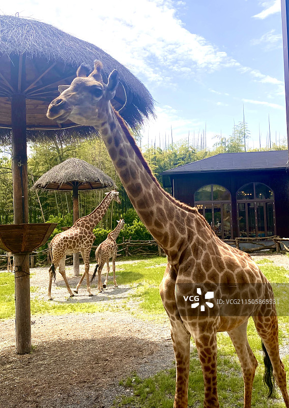 长颈鹿图片素材