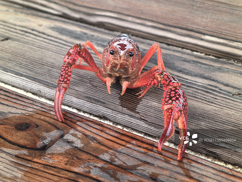 一只鲜活凶猛的小龙虾，挥着大钳子恐吓敌人图片素材