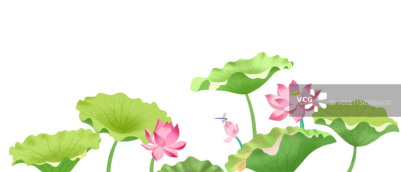 荷花与荷叶图片素材