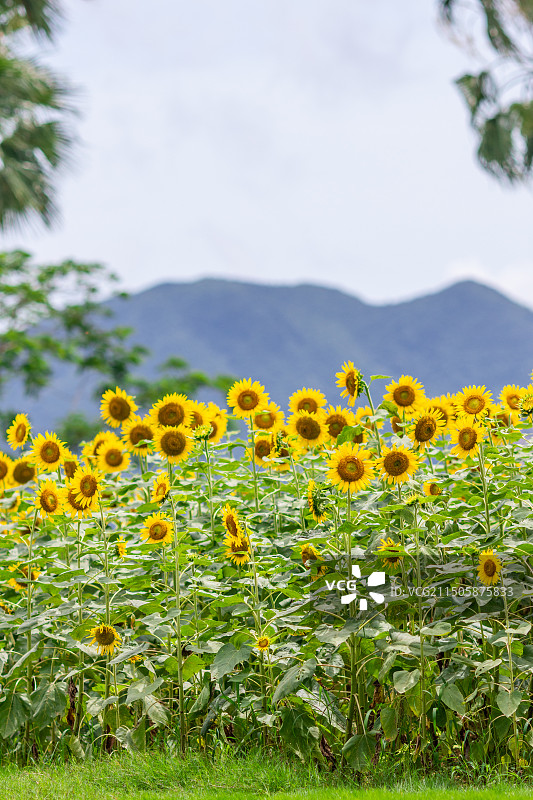 夏天户外盛开的金黄色向日葵图片素材