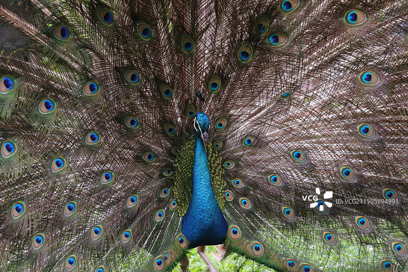 绿孔雀图片素材