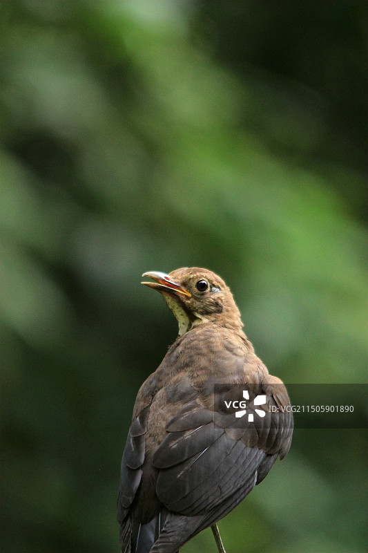 鸽子 乌鸫和白头翁图片素材
