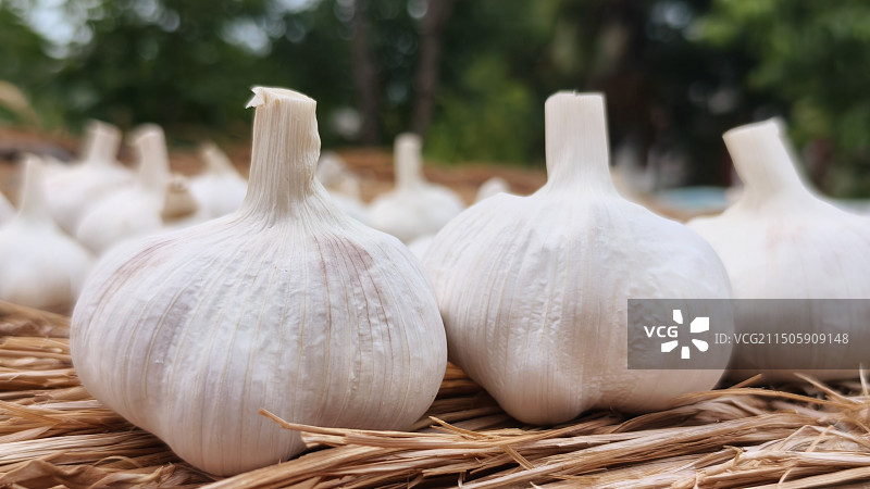 大蒜图片素材