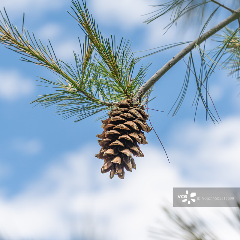 松果图片素材