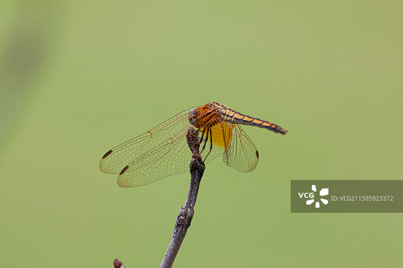 枯枝上的蜻蜓图片素材