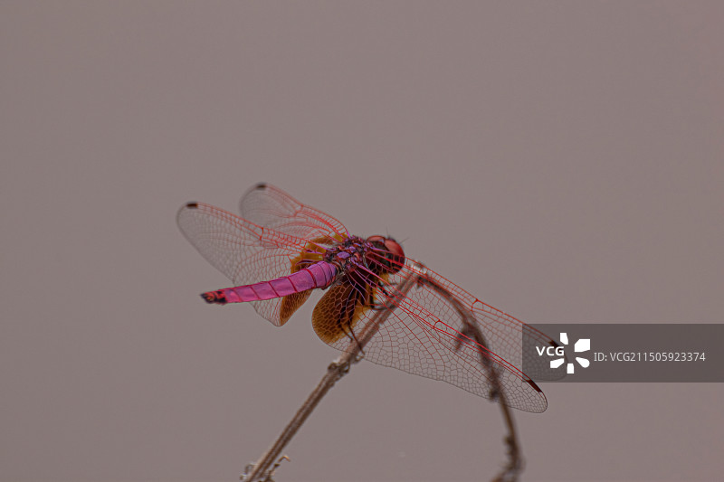 红蜻蜓图片素材