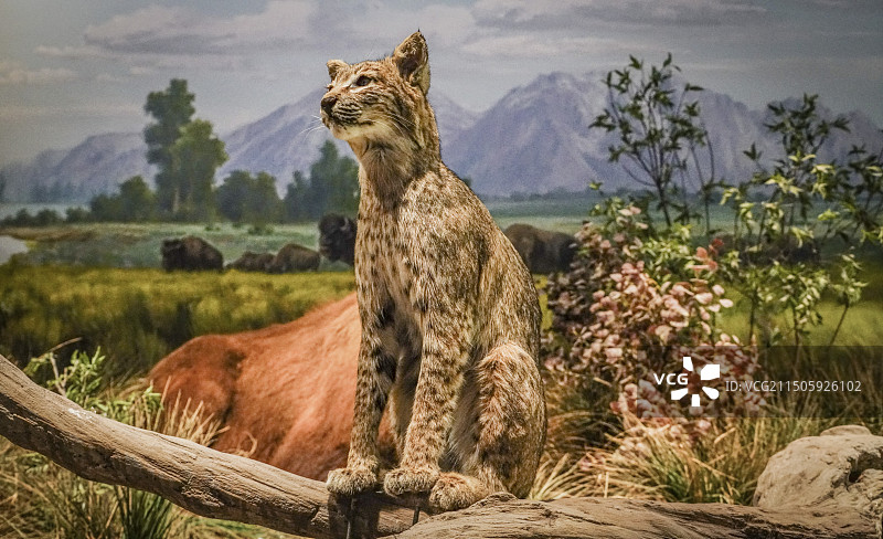 科技馆豹子标本图片素材