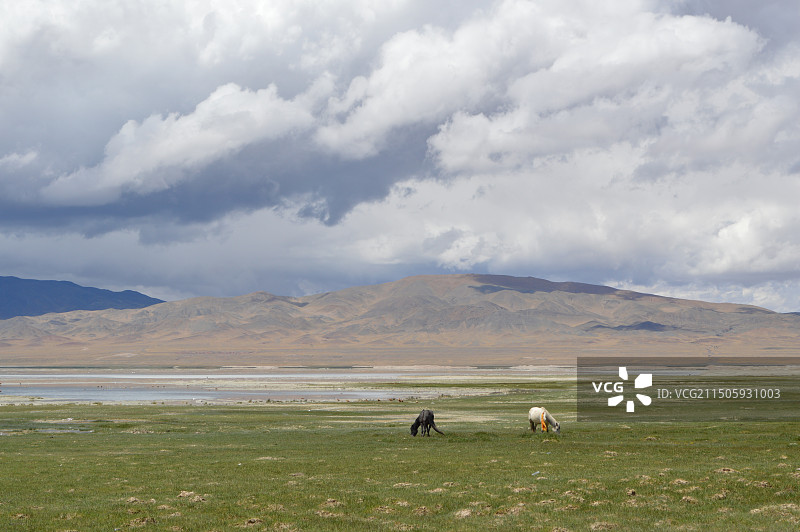 远处的高原暴雨云与阳光下的玛旁雍措牧场图片素材