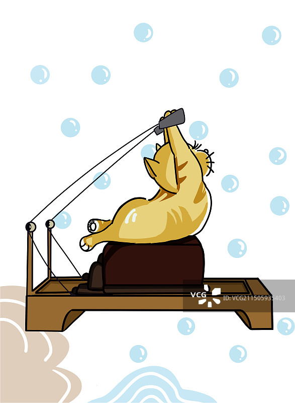 一只正在做普拉提的猫图片素材