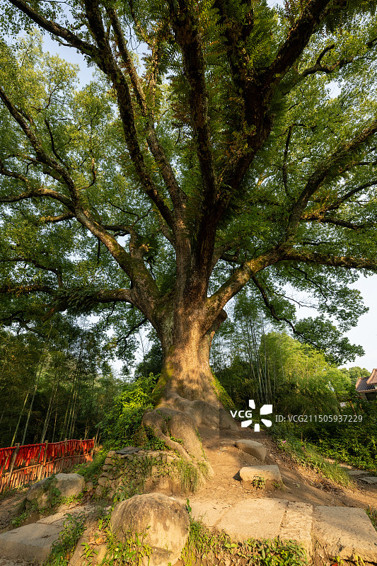 浙江丽水古堰画乡千年祈福树图片素材