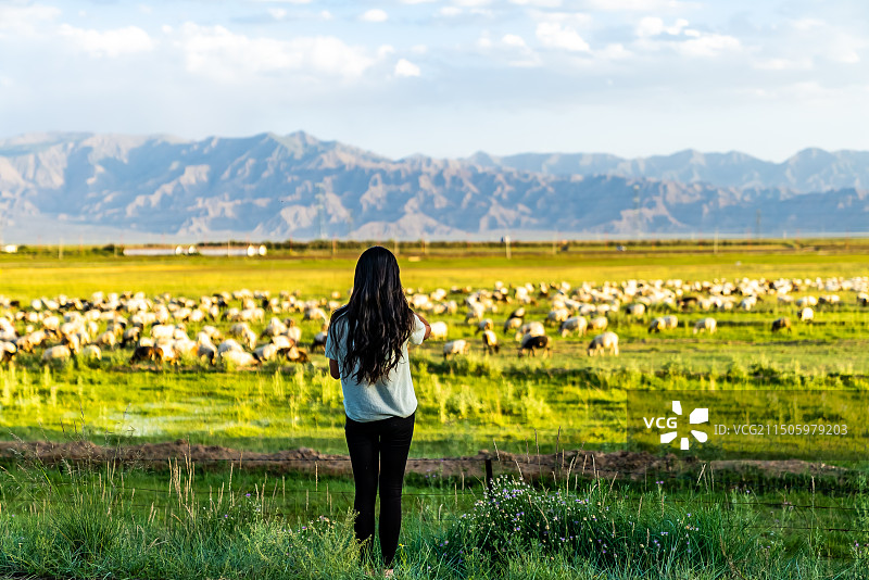 中国昆仑山脉草原牧场绵羊图片素材