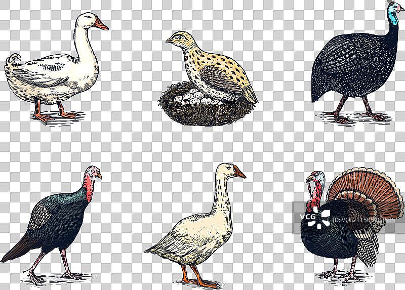 家养鸡鸟火鸡珍珠鸡鹅图片素材