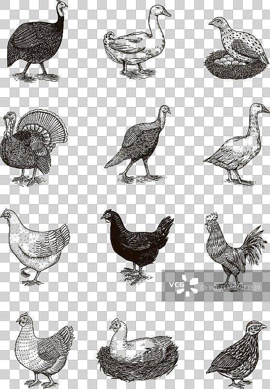 家养鸡鸟火鸡珍珠鸡鹅图片素材