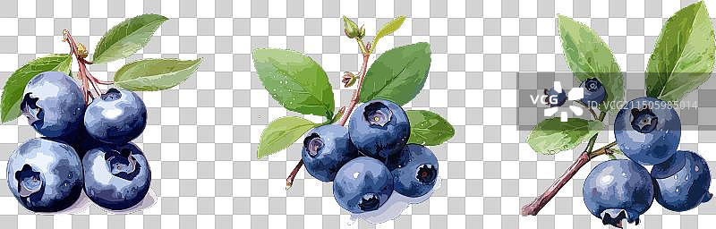 蓝莓水彩绘画风格套装图片素材