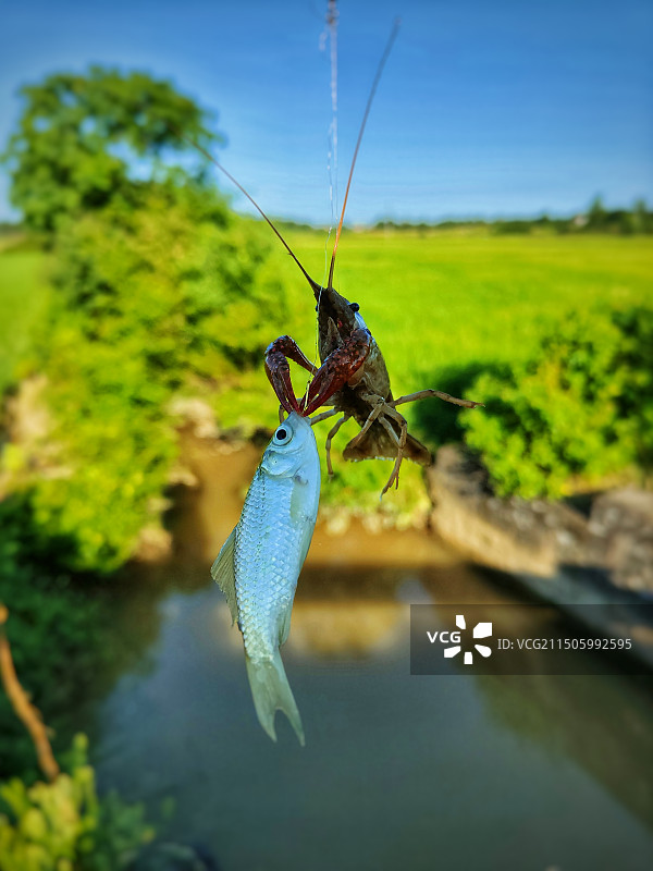 魚虾相争图片素材