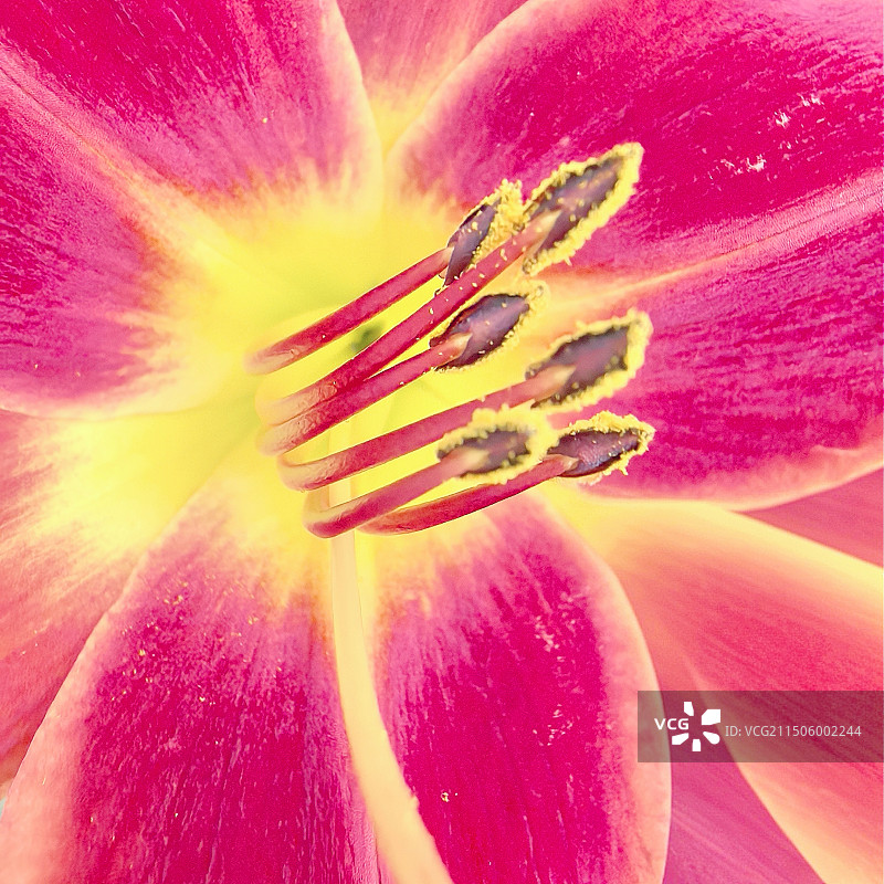 花的芯图片素材