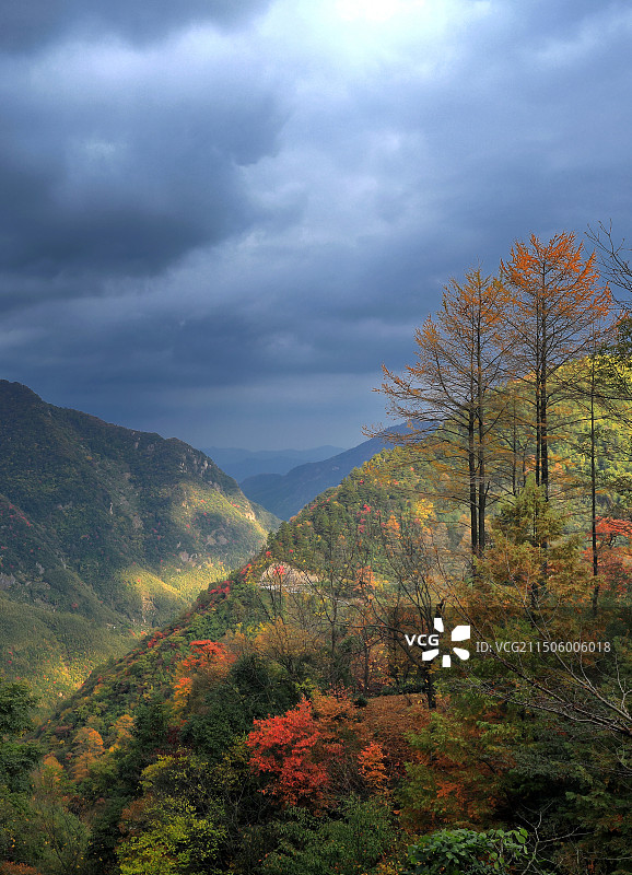 山雨欲来的中国金钱松森林公园图片素材
