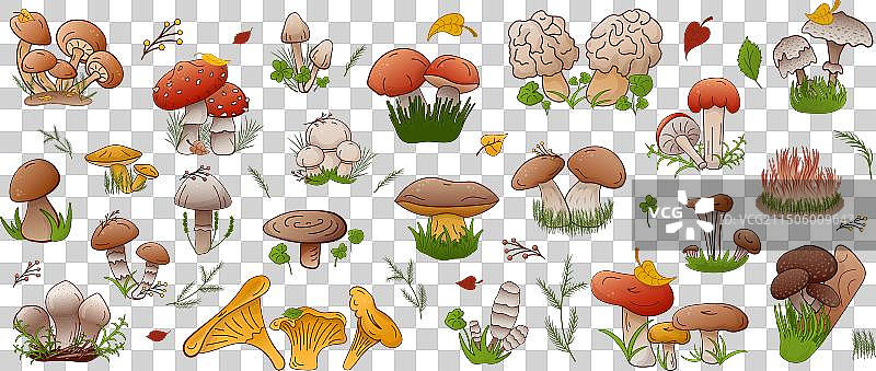 森林蘑菇采集图片素材
