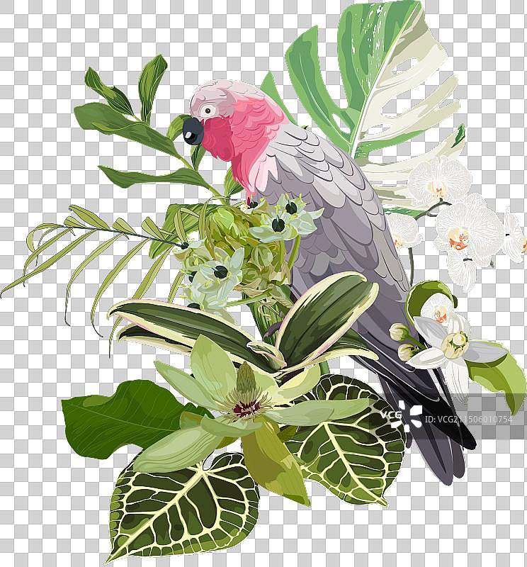 粉色鹦鹉热带夏季设计图片素材
