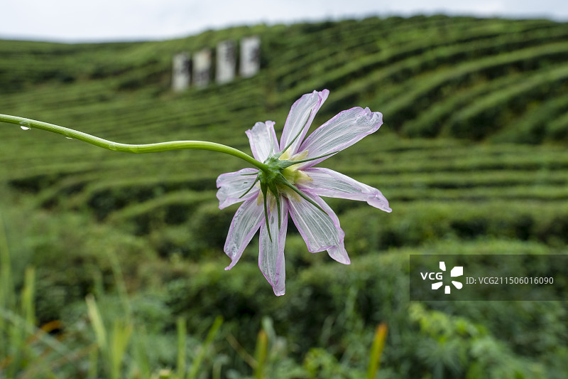 格桑花格桑梅朵秋英图片素材