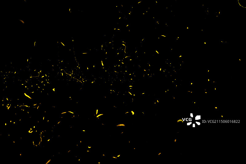 萤火虫黑色背景实拍图片素材