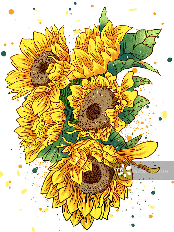 一簇向日葵太阳花菊花黄色花朵图片素材