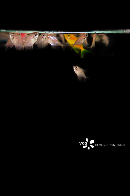 悠闲的鱼图片素材