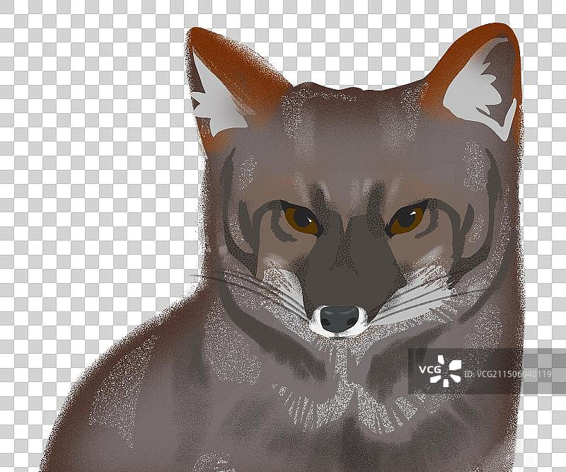 达尔文狐狸图片素材