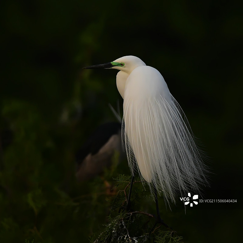 繁殖期的羽丝图片素材