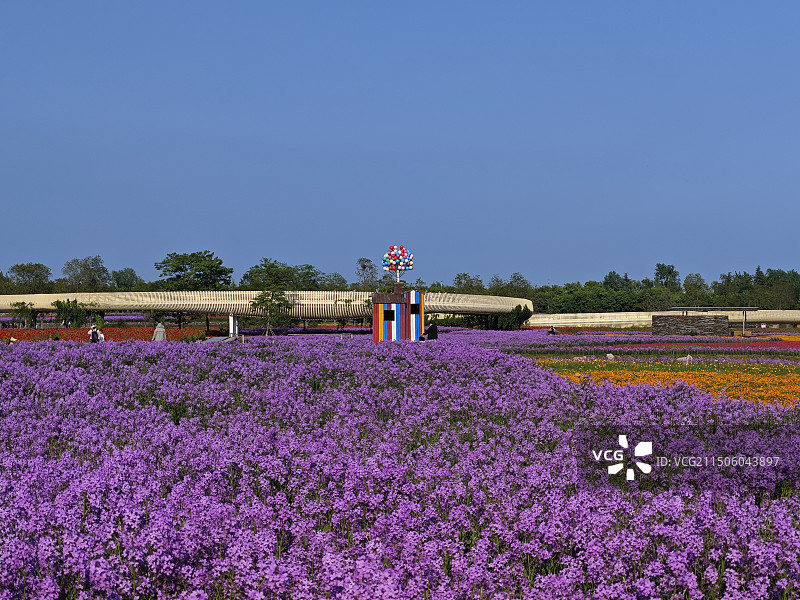 衲田花海图片素材