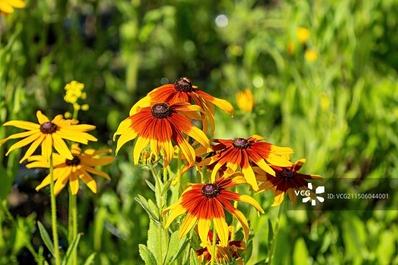 新疆夏天美丽绽放的金光菊图片素材