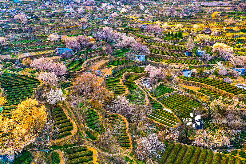 青岛崂山茶园 崂山雕龙嘴梯田图片素材