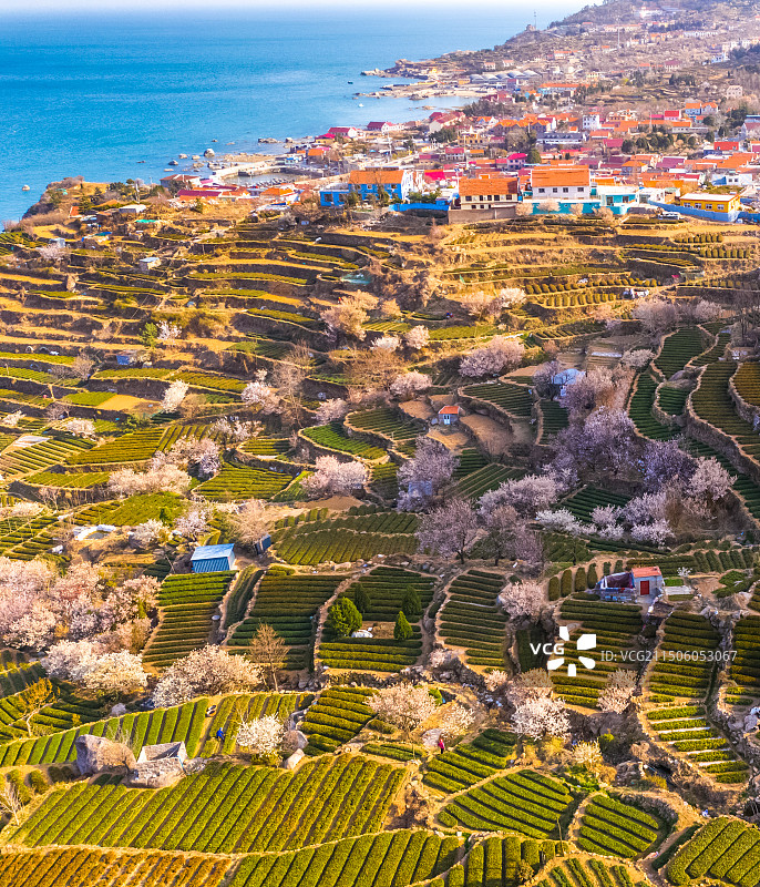 青岛崂山茶园 崂山雕龙嘴梯田图片素材