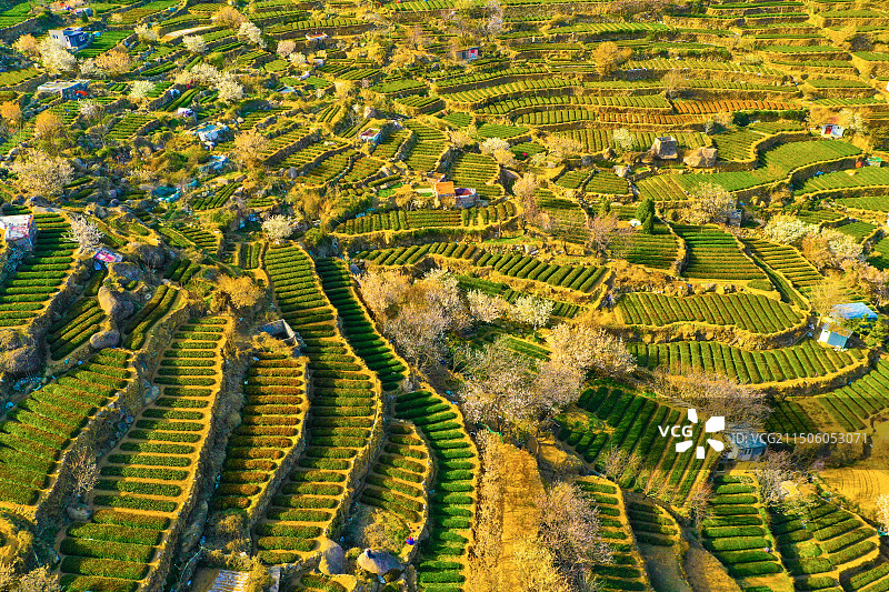 青岛崂山茶园 崂山雕龙嘴梯田图片素材