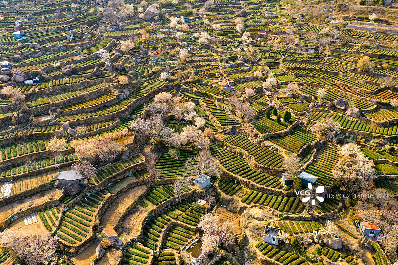 青岛崂山茶园 崂山雕龙嘴梯田图片素材