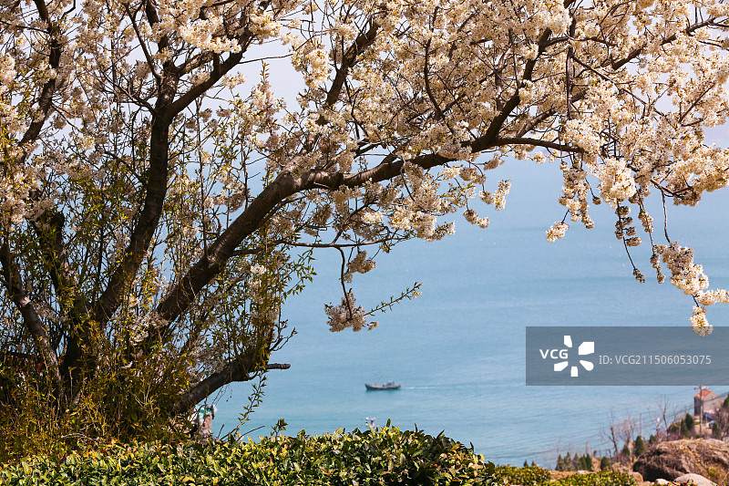青岛崂山茶园 崂山雕龙嘴梯田图片素材