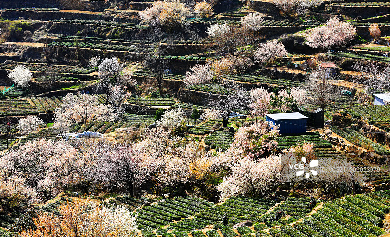 青岛崂山茶园 崂山雕龙嘴梯田图片素材