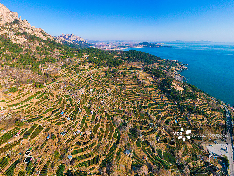 青岛崂山茶园 崂山雕龙嘴梯田图片素材