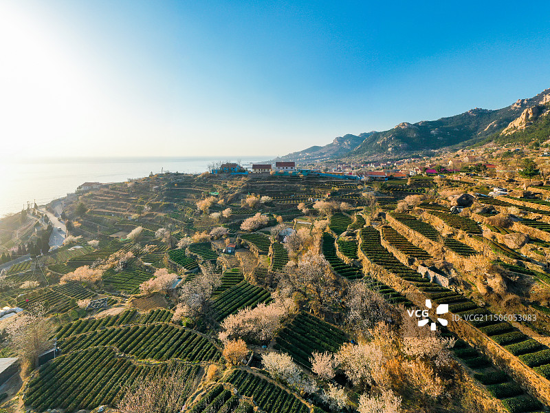 青岛崂山茶园 崂山雕龙嘴梯田图片素材